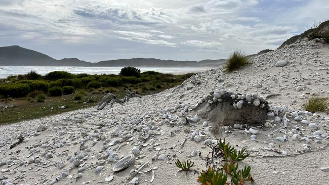 Ancient abalone middens from the needwonnee people at Stephens Bay, Port Davey. Picture: Joanne Young