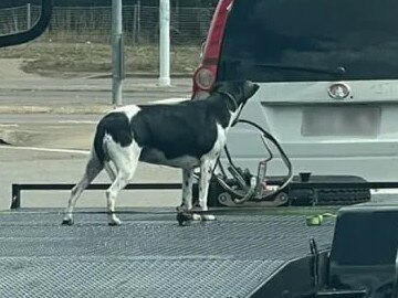 A photo taken by another driver shows the dog tied to the trailer but no walls to keep it inside. Photo: Facebook