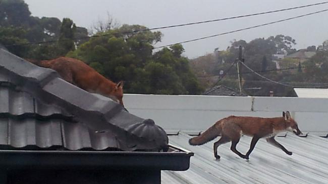 Foxes have been spotted across suburban Melbourne. This pair were on a Mt Waverley roof.