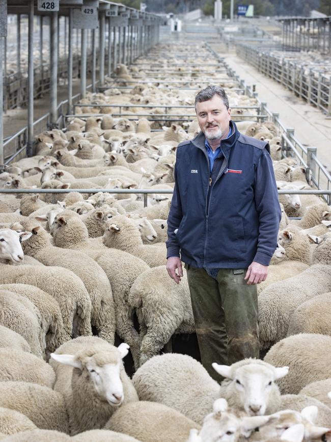 Ellis Nuttall and Co directorRupert Fawcett Jr with suckers sold at Bendigo sheep sale. Picture: Zoe Phillips