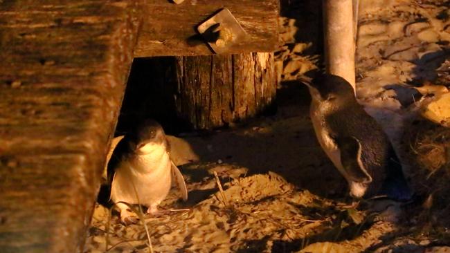Lucky has been with Bella for around four years, and they live in a burrow under the wharf. Supplied: Kristie King