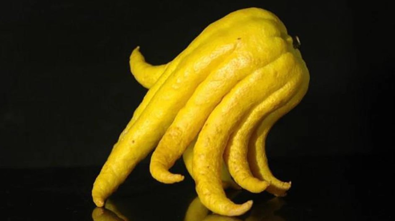 This lemon thinks it's an octopus. Actually, it's not a lemon, it's another citrus fruit called Buddha's hand. Picture: splitpics.uk