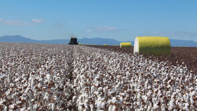 Cotton harvest in the Far North. Picture: supplied.
