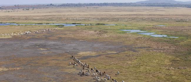 Major player: Cattle on Australian Agricultural Company’s Labelle Downs Station.