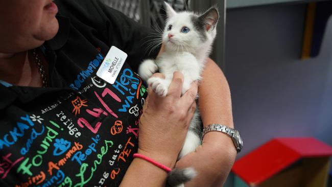 Blue eyed cats are typically easier to rehome. Picture: Lillian Watkins