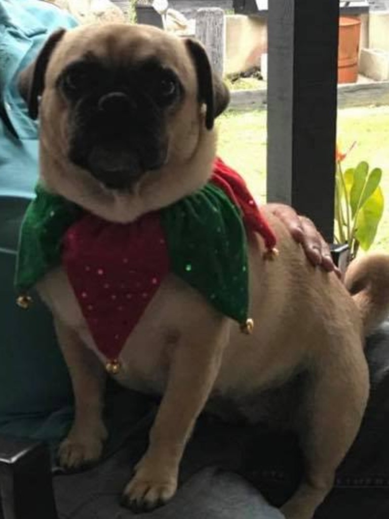 Coco is all set for Christmas. Submitted by Sandra Leigh.