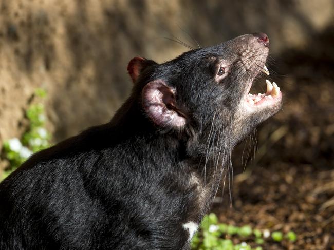 A Tasmanian devil.