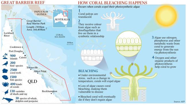 GREAT BARRIER REEF and coral bleaching