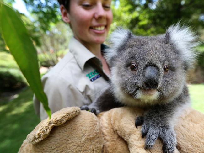 Audrey the baby koala at Healesville. Picture: Tim Carrafa