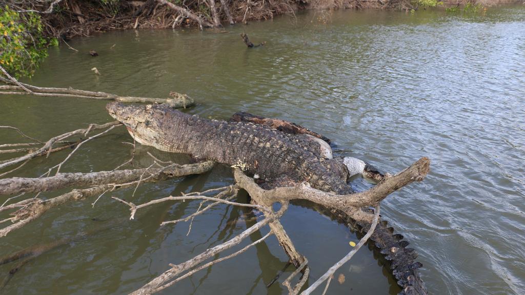 Investigation into iconic North Queensland croc death stalled ...