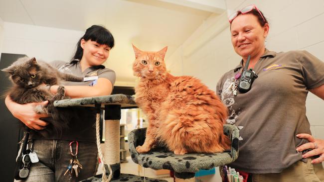 Tia Toivonen with George and Jacinta Spry with Harry at Helensvale RSPCA. Picture: Scott Powick