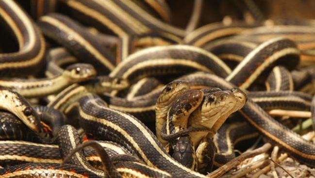 Male snakes pay the price for frenzied snake orgies | news.com.au ...