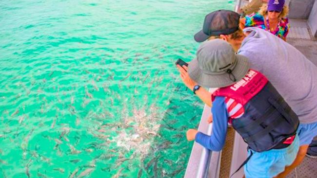 Tourists on-board TangaTours glass-bottom boat pay up to $45 per person to go on a fish feeding tour at The Wrecks. Picture: TangaTours/ Tangalooma Island Resort