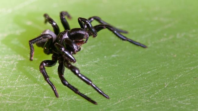 A male northern mouse spider rears up in a defensive display. Picture: Stan Whiting