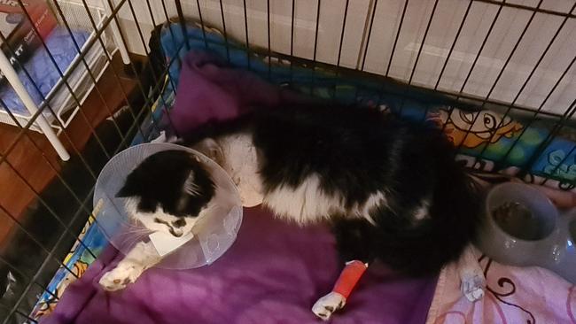 Archie the cat was found caught in an illegal steel jaw trap in Mooroolbark. Picture: Supplied