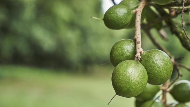 The macadamia farm was taken over by kate Rose in 2018.