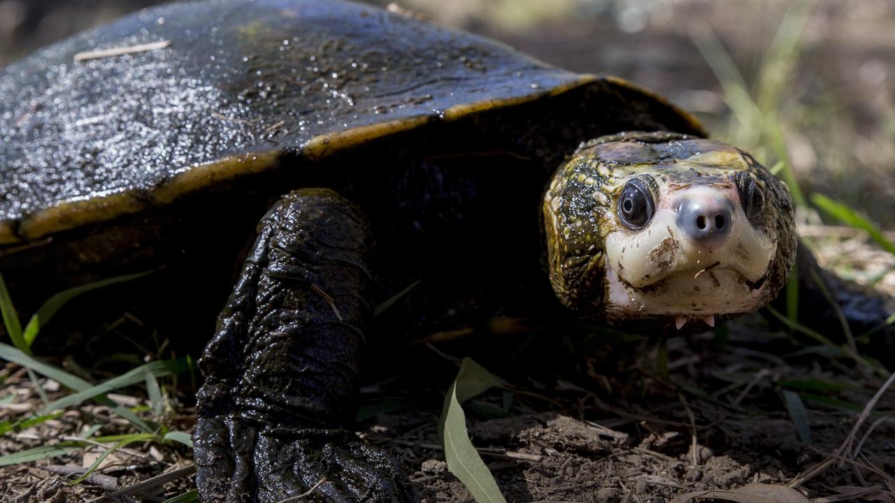 The Irwin’s turtle is under threat from the planned $670m Urannah Dam.