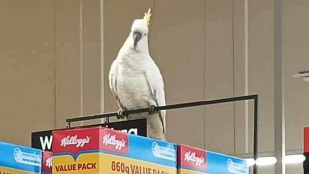 Mickey the cockatoo has been rescued after spending four weeks trapped inside a shopping centre,  sleeping and eating inside a Coles supermarket. Picture: Ricardo Lonza