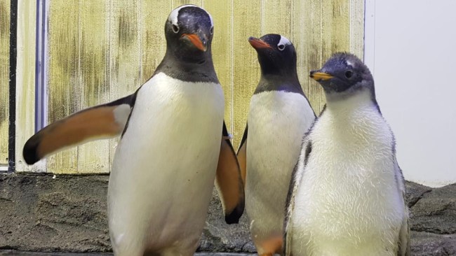 World Famous Gay Penguin Sphen Dies At Sydney’s Sea Life Aquarium Leaving Same Sex Partner And