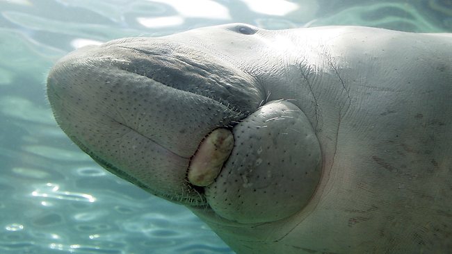 Dugong deaths in Gladstone Harbour spell 'ecological ...