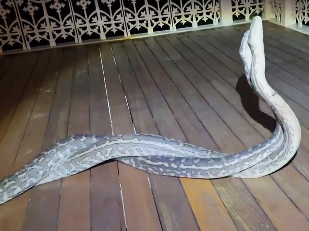 Two pythons fighting for breeding rights in Coalfalls at Ipswich. Picture: Snake Catchers Brisbane Gold Coast