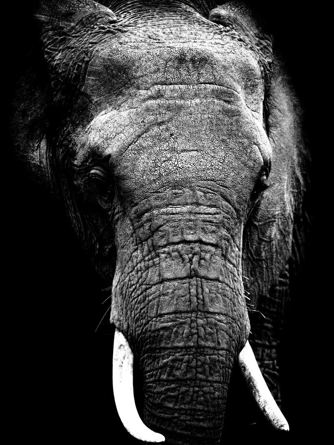 Elephant . Steve Irwin’s 13-year-old son Robert demonstrates an exceptional talent behind the lens with a series of candid and close-up images of wildlife in their natural habitats. Picture: Robert Irwin