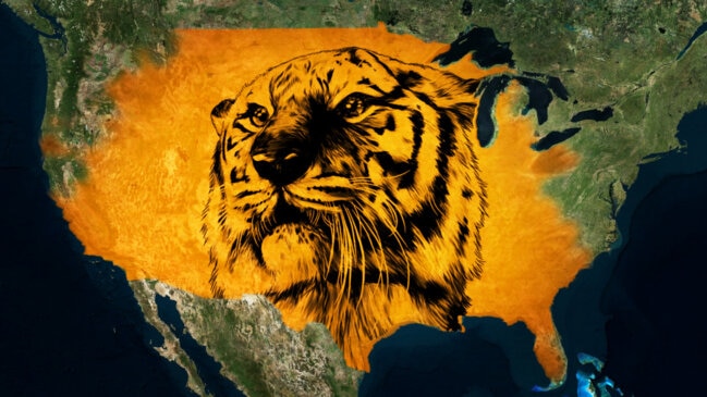 Why there are so many tigers in the US