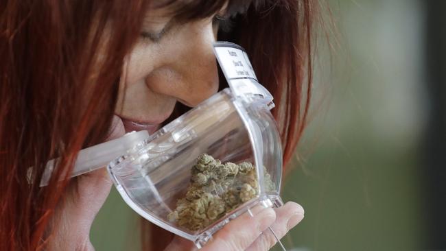 Smells like money. A customer sniffs a display sample of marijuana, in a tamper-proof container secured with a cable, sold at Evergreen Cannabis in Vancouver.