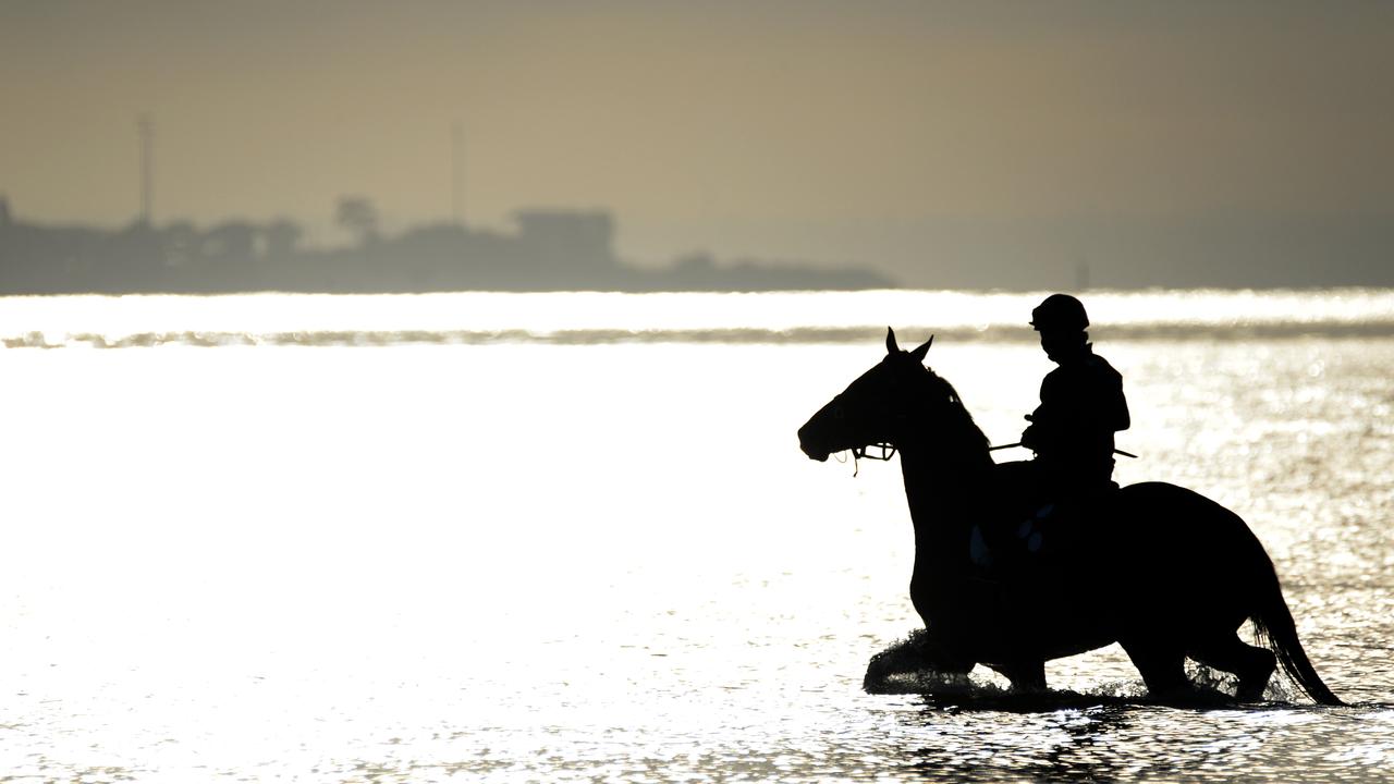 Horse's Train at Beach