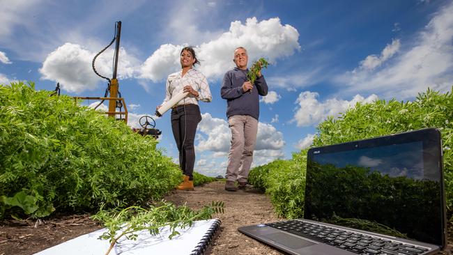 Dr Shiwangni Rao and Dr Garry Rosewarne are trying to develop plants that can adapt to the future climate. Picture: Jason Edwards