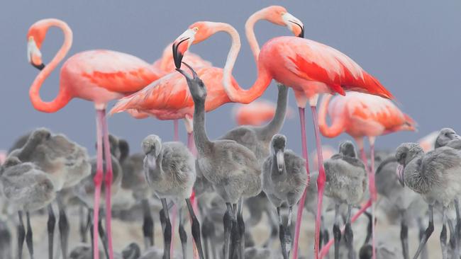 Bird Photographer of the Year Awards 2017  Caption: Pink Flamingo feeding young Category: Best Portrait Awards: Gold Photographer: ALEJANDRO PRIETO ROJAS Taken on: 7/7/2012 Email: alejandro_prieto@yahoo.com.mx Address: Circunvalación Oriente 127, Ciudad Granja, Guadalajara, Jalisco, 45010, United Kingdom Telephone: 523339547669 Description: Flamingo Feeding Date: 2016-11-16 Location: Rio Lagartos Species: Pink Flamingo I give my permission for this photograph to be added to the bto archive: true I confirm that this is not a captive bird: true