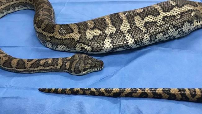 Python swallows slipper being operated on at HerpVet