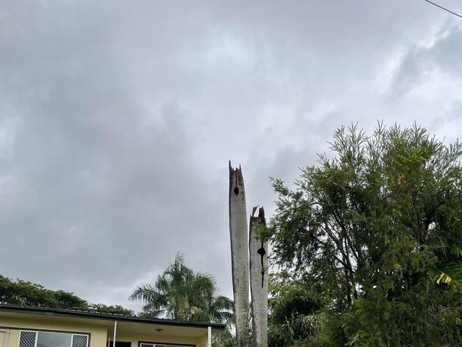 Tropical Cyclone Kirrily 2024: Trees brought down on Renecol Avenue in Rasmussen.