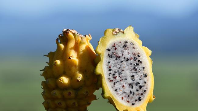 queensland tropical fruit