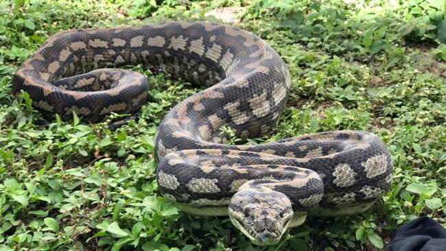 Josh Castle says he has been run off its feet responding to people finding snakes in roofs, decking, and pool filters.