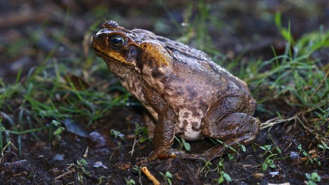 Cane toad cull attempt to encourage animals to turn on each other ...