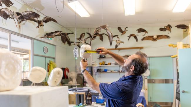 Jared Archibald prepares the bones of Melville for display. Picture: Helen Orr