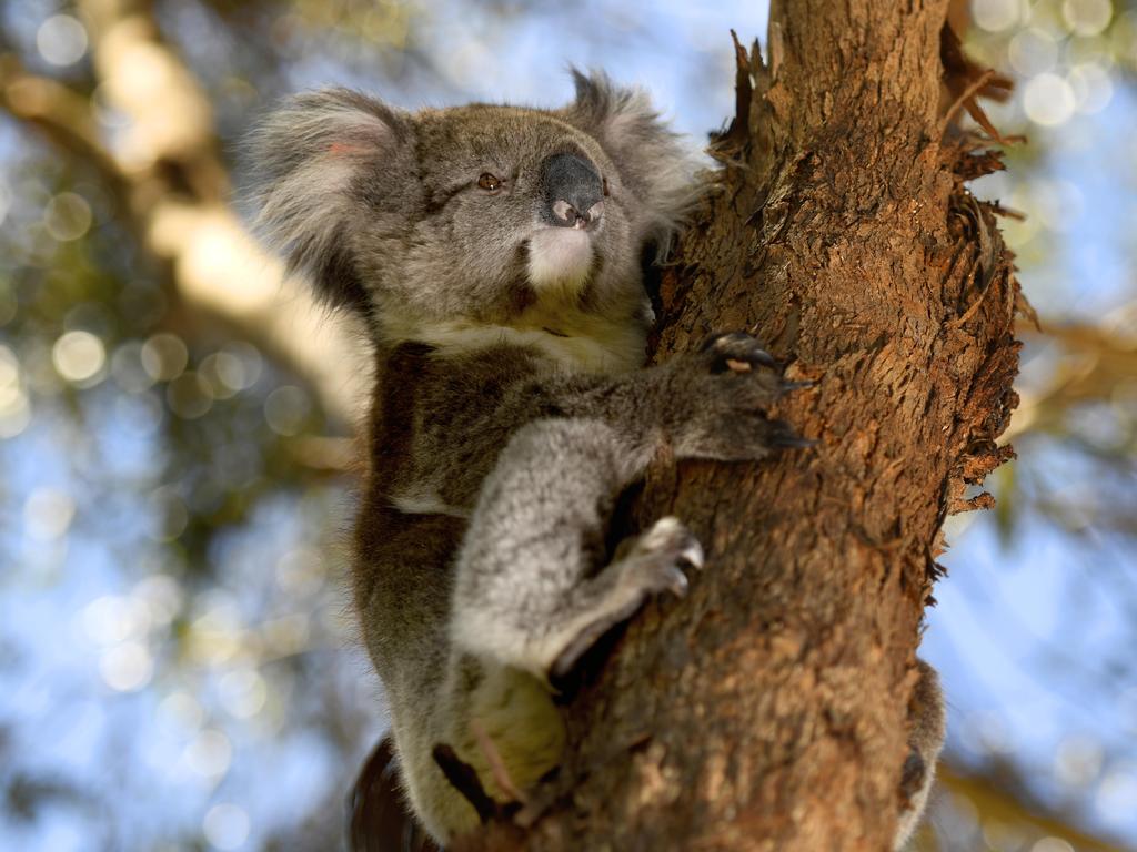 Some koala populations were wiped out across parts of NSW and Kangaroo Island in South Australia during the devastating black summer bushfires. Picture: Naomi Jellicoe