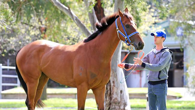 Houtzen with strapper Scott Hillebrand. Picture: Mark Stewart