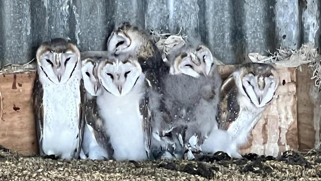 The owlets are now almost fully grown. Picture: Facebook