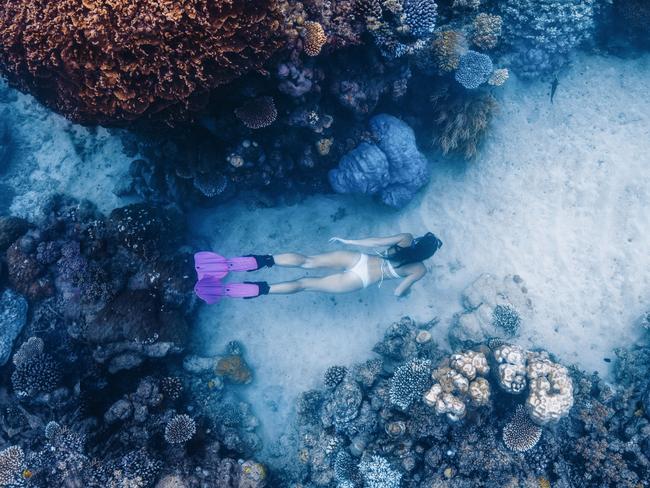 The reef may be more resilient than once thought — but can it cope this time around? Picture: Tourism QLD