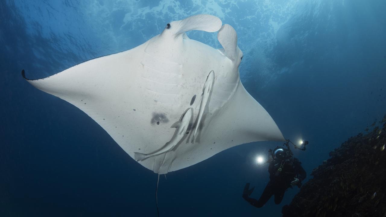 Why Is This Manta Ray Pink?