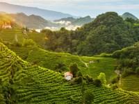 While the town of Prosecco sits near the city of Trieste, you’ll want to head westward to two of the hilly regions that make Prosecco Superiore DOCG: Conegliano and Valdobbiadene. This is the heart of wine country and where the top-quality vineyards are. The Prosecco grape was renamed “glera” in 2009, so the Prosecco name could be reserved for wines from the GI (regulated wine region) of Prosecco. Look out for Conegliano Valdobbiadene Prosecco Superiore DOCG on the label.