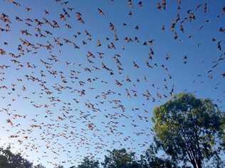 BATS RULE ROOST: The Yamanto bats are still making residents sick and sleepless. Picture: File