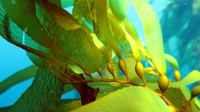 Seaweed requires less sunlight and is better protected from radiation. Picture: Cayne Layton