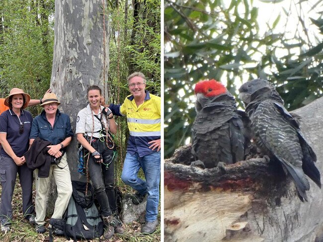 ‘Cockatubes’ used in battle to save iconic birds