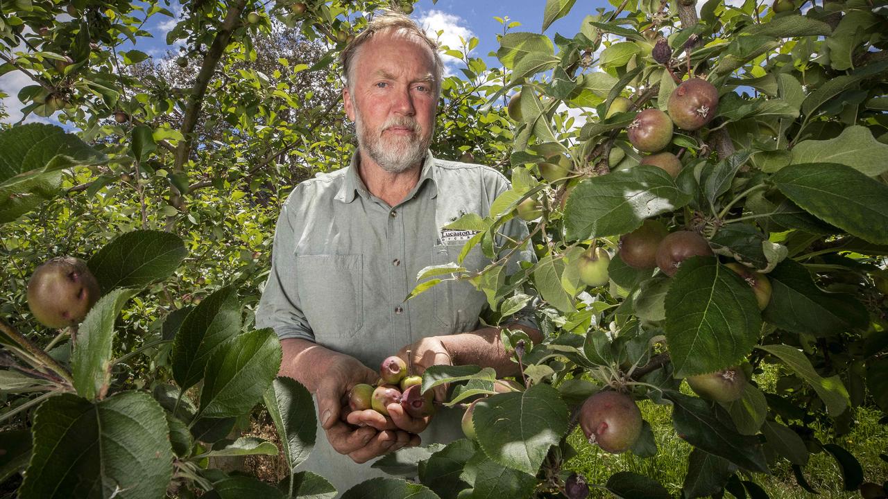 Lucaston Park Orchards owner Andrew Griggs with storm-damaged apples. Picture: Chris Kidd