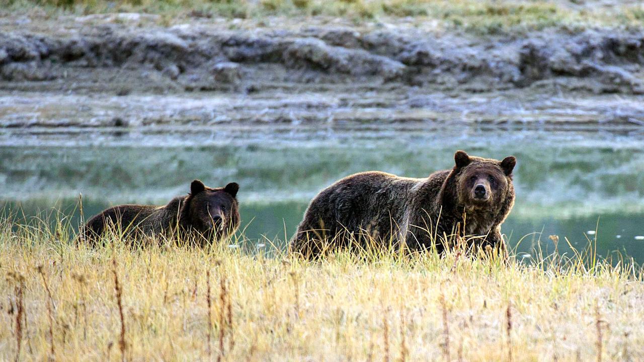 Grizzly bears are very dangerous because of their monstrous strength and force of their bite. Picture: Karen Bleier / AFP