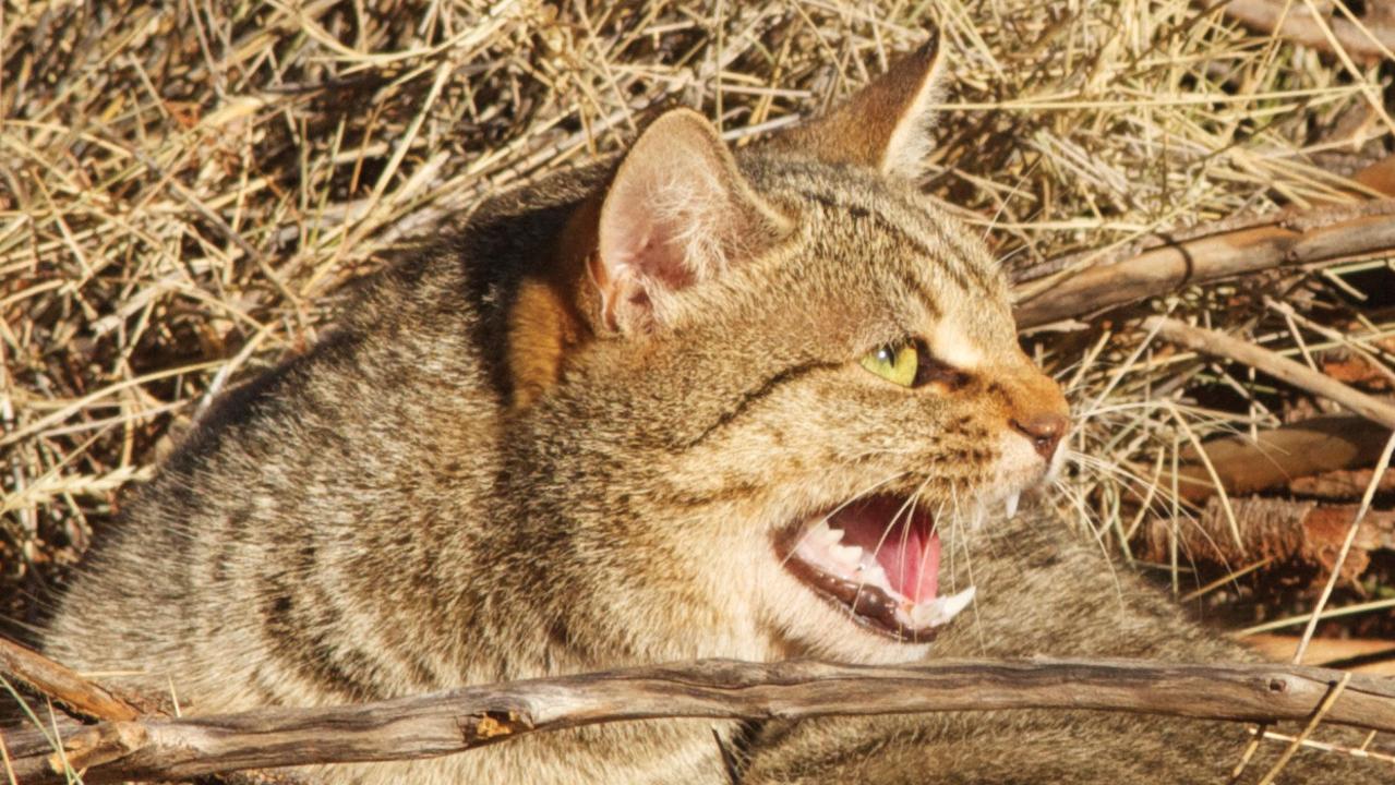 One state will spend millions on baiting and trapping countless feral cats within its borders in order to protect wildlife.