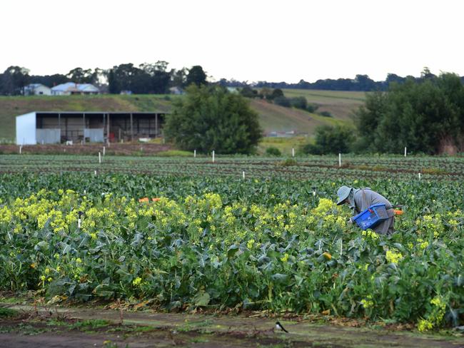 Industry groups are divided on how well proposed new laws will work to better protect migrant farm workers from exploitation. Picture: Zoe Phillips